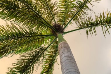 Kahverengi gövdesi ve yeşil yaprakları olan uzun bir hurma ağacı. Ağaç gökyüzüne doğru uzanıyor, etrafını saran alana doğru yükseliyor. Yapraklar gür ve canlı, yaşam hissi veriyor.