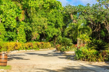 İçinden toprak yol geçen yemyeşil bir bahçe. Yol ağaçlar ve çalılarla çevrili ve patika boyunca birkaç saksı bitkisi var. Sahnenin huzurlu ve huzurlu bir atmosferi var.
