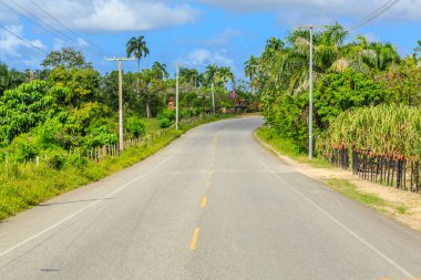Ortasında sarı çizgi olan bir yol. Arka planda ağaçlar var. Yol boş.