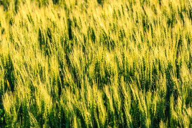 Geniş yeşil çimen tarlası güneşin sıcacık parıltısıyla yıkanır. Çimler o kadar uzundur ki neredeyse gökyüzüne ulaşır ve güneş ışığı tarlada uzun gölgeler bırakır.
