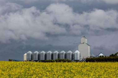 A large grain silo is in the background of a field of yellow flowers. The sky is cloudy and the mood of the image is somewhat somber clipart