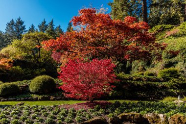 Kırmızı yapraklı bir ağaç bahçededir. Yapraklar parlak kırmızı ve ağaç yeşil çalılarla çevrili.