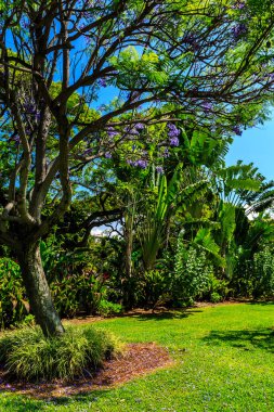 Önünde ağaç olan yemyeşil bir bahçe. Ağaç çeşitli bitki ve çiçeklerle çevrili, huzurlu ve huzurlu bir atmosfer yaratıyor. Güneş ışığı yaprakların arasından süzülür.