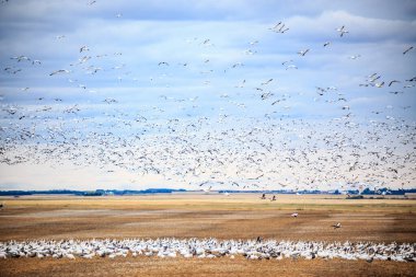 Bir kuş sürüsü bir tarlanın üzerinde gökyüzünde uçuyor. Kuşlar bembeyaz ve gökyüzüne dağılmış.