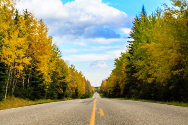 Her iki tarafında ağaçlar ve açık mavi bir gökyüzü olan bir yol. Yol boş ve trafik yok.
