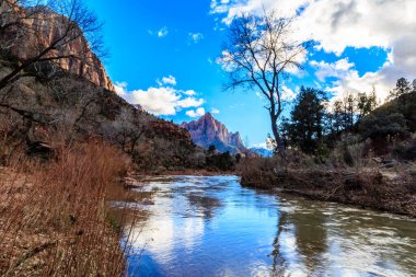 Ortasında bir ağaç olan bir nehir. Gökyüzü mavi ve ağaçlar çıplak.