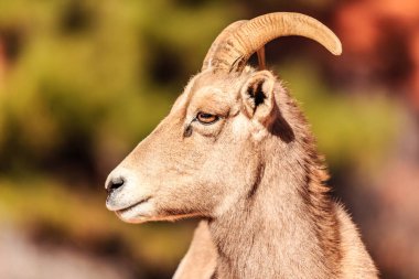 Uzun boynuzlu bir koç kameraya bakıyor. Koç kahverengi ve beyaz renktedir.