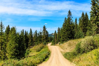 Ağaçlardan oluşan bir ormandan geçen toprak bir yol. Gökyüzü açık ve mavidir, ve güneş parlıyor. Yol uzun ağaçlarla çevrili ve manzara huzurlu ve huzurlu.