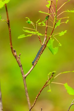 Küçük mavi ve siyah bir tırtıl yeşil bir yaprağa tırmanıyor. Tırtıl yeşil bir arka planla çevrilidir, bu da resme huzurlu ve doğal bir his verir.