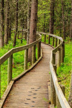 Her iki tarafında ağaçlar olan bir ormanda ahşap bir geçit. Geçit ahşap direklerle kaplı ve üzerinde ayak izleri var. Sahne huzurlu ve huzurlu, izleyiciler doğa ile çevrili.