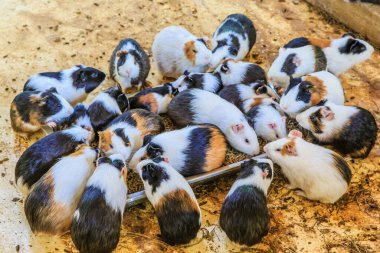 A group of small animals, mostly white and black, are gathered around a food bowl. The animals are all different colors, including brown, black, and white. The scene is lively and playful