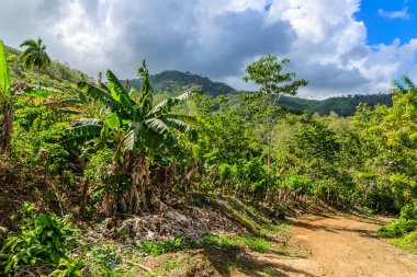 İçinden toprak yol geçen yemyeşil bir orman. Gökyüzü bulutlu, ama güneş hala parlıyor.
