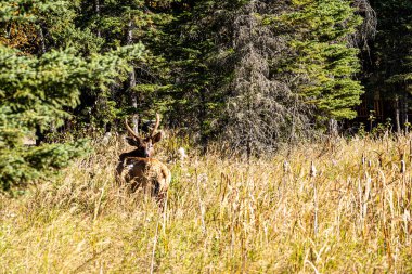 Bir geyik uzun otların arasında duruyor. Geyik sağa bakıyor.