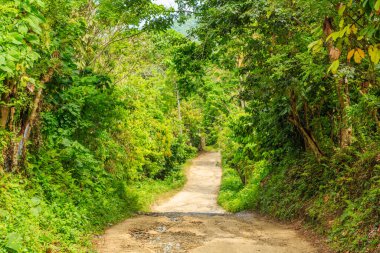 Her iki tarafında ağaçlar olan toprak bir yol. Yol dar ve dolambaçlı. Ağaçlar yeşil ve yemyeşil.