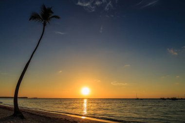 Gün batımında bir palmiye ağacı sahilde durur. Gökyüzü birkaç bulutla birlikte koyu mavi. Güneş batıyor, suyun üzerine sıcak bir parıltı saçıyor. Huzurlu ve huzurlu bir sahne.