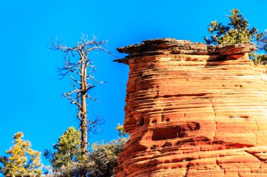 A tree is growing on a rocky cliff. The tree is bare and the cliff is red. The sky is blue and clear clipart