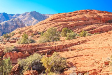 Birkaç ağacın etrafa saçıldığı kayalık bir çöl manzarası. Gökyüzü açık ve mavidir ve güneş ışıl ışıl parlar.