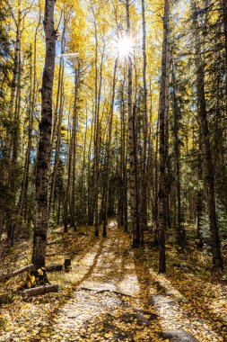 Arka planda ağaçlar ve ağaçların arasında parlayan bir güneş olan bir orman. Güneş yerde bir gölge bırakıyor.