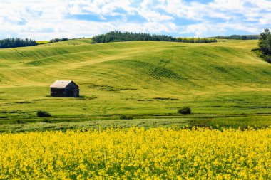 Küçük bir ev büyük bir sarı çiçek tarlasının ortasındadır. Ev bir sürü çimen ve ağaçla çevrilidir. Sahne huzurlu ve sakin, güneş tarlada parlıyor.