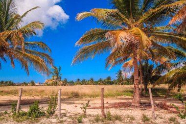 Arka planda çit olan bir tarlanın ön planında bir palmiye ağacı vardır. Gökyüzü mavi ve güneş parlıyor.