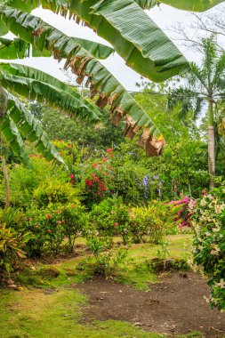 Çeşitli çiçek ve bitkilerle dolu yemyeşil bir bahçe. Bahçe bakımlı ve huzurlu, huzurlu bir atmosferi var.