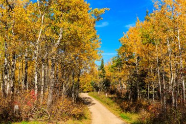 Her iki tarafında ağaçlar olan ormanda bir yol. Yol toprak ve ağaçlar sarı.