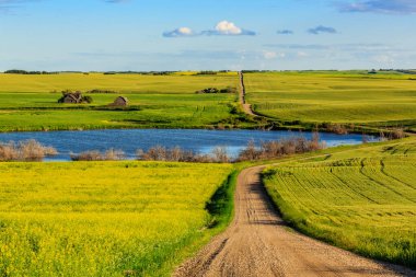 Sarı çiçeklerle dolu bir tarladan geçen bir yol. Yol toprak ve gökyüzü mavi.