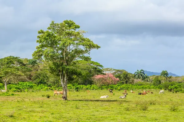 Arka planda büyük bir ağaç olan bir tarlada bir inek sürüsü otluyor. Sahne huzurlu ve huzurlu, inekler tarlaya saçılmış ve ağaç gölge hissi veriyor.
