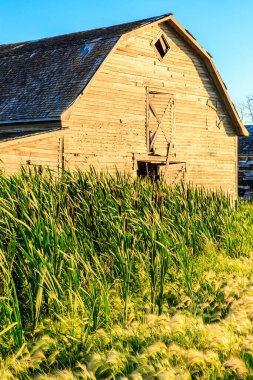 Kapısı olan bir ahır uzun otların olduğu bir alandadır. Ahır eski ve kırsal bir görünüme sahip. Çimler uzun ve yeşil, ve ahırın etrafında büyüyor gibi görünüyor. Sahne huzur veriyor.