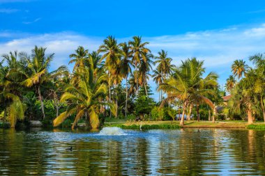Palmiye ağaçları ve küçük bir su kütlesi olan güzel bir tropikal manzara. Su sakin ve gökyüzü berrak. Huzurlu ve sakin bir atmosfer yaratıyor.