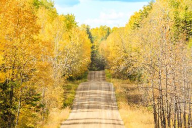 Her iki tarafında ağaçlar ve parlak sarı gökyüzü olan toprak bir yol. Yol kıvrılıyor ve ağaçlarla çevrili. Huzurlu ve sakin bir atmosfer yaratıyor. Ağaçlardaki yapraklar renk değiştiriyor.