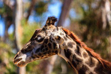 Kahverengi ve siyah benekli boynu ve kafası olan bir zürafa. Zürafa kameraya bakıyor.