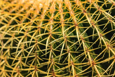 Sarı ve kahverengi renkli bir kaktüs. Kaktüsün dikenli bir dokusu vardır ve yeşil yapraklarla çevrilidir. Sahne sıcak ve davetkar.