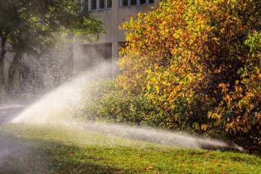 Bir fıskiye bahçedeki bir ağacı suluyor. Su fıskiyeden ağaca fışkırıyor.