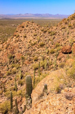 Arkasında birkaç kaktüs ve dağ olan bir çöl manzarası. Resmin huzurlu ve huzurlu bir havası var.