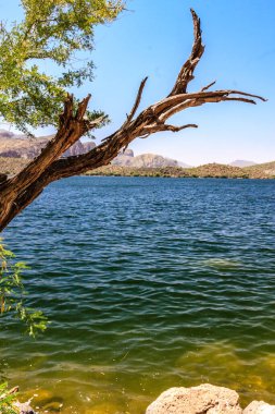 Sudan bir ağaç dalı sarkıyor. Su sakin ve berrak. Gökyüzü mavi ve arka planda dağlar var.