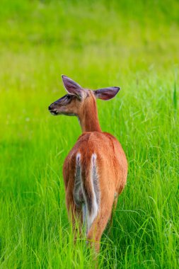 Bir geyik çim tarlasında yürüyor. Çimler yeşil ve gür, geyikler kahverengi ve beyazdır. Geyik doğal ortamda hareket ederken huzur ve sükunet kavramı