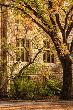 Üzerinde yapraklar olan bir ağaç bir binanın önündedir. Yapraklar sarı ve ağaç uzun.