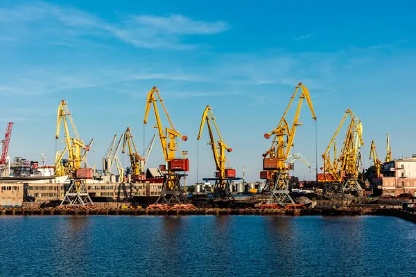 Büyük bir vinç grubu bir şehrin yakınında sudalar. Turnalar sarı ve kırmızı.