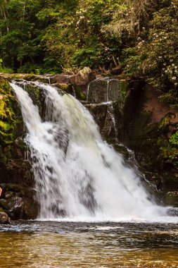 Bir şelale nehre akıyor. Su temiz ve çevresi yemyeşil.