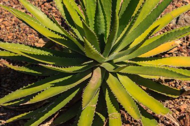 Kahverengi uçlu büyük yeşil bir bitki. Bitki toprak ve kayalarla çevrili. Bitki tamamen çiçek açmış ve bir sürü yaprağı var.