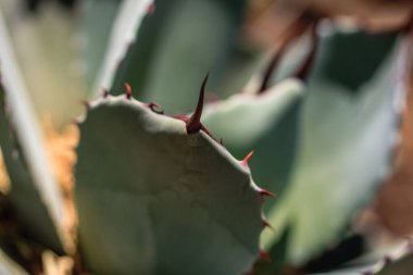 Sivri bir omurgası olan bir kaktüsün yakın çekimi. Kaktüs yeşildir ve dikenli bir görünüşü vardır.