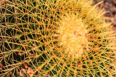 Kahverengi benekli ve kahverengi merkezli sarı bir kaktüs. Kaktüs yeşil bir kökle çevrilidir.