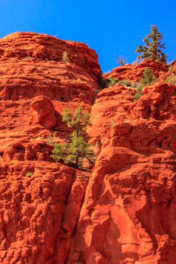Üzerinde ağaç büyüyen kayalık bir dağ. Ağaç küçük ve yeşildir. Dağ kırmızı ve gökyüzü mavi.