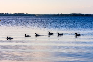 Bir grup ördek bir gölde yüzüyor. Su sakin ve gökyüzü mavinin güzel bir tonu.