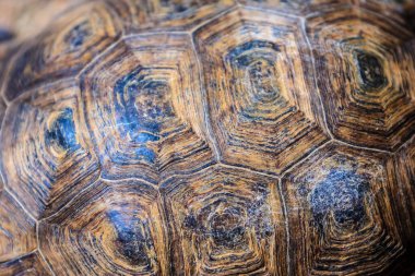 Kaplumbağa kabuğuna yakın çekim. Kabuk kahverengidir ve eşsiz bir çizgi ve yiv deseni vardır. Sahne sakin ve sakin, kaplumbağanın kabuğu doğal.