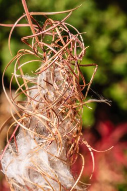 Kırmızı arka planı olan bir grup kahverengi ve beyaz bitki. Bitki dolambaçlı ve bükülmüş. Vahşi ve evcilleştirilmemiş bir ortam izlenimi veriyor.