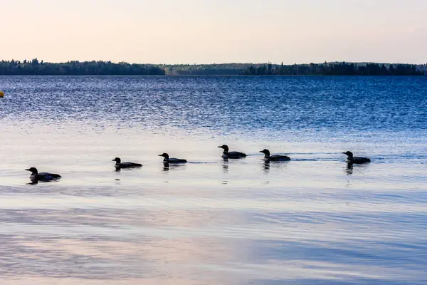 Bir grup ördek bir gölde yüzüyor. Su sakin ve gökyüzü mavinin güzel bir tonu.