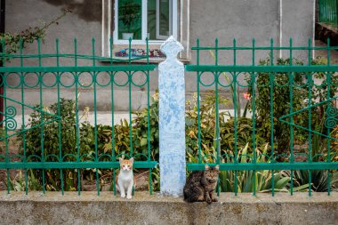 İki kedi bir evin önündeki çitin üzerinde oturuyorlar. Çit yeşil ve mavi bir direği var.