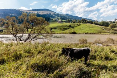 Arka planda bir ağaç olan bir inek tarlada otluyor. Sahne huzurlu ve huzurlu. İnek görüntünün odak noktası.